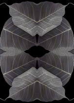 Lament VI